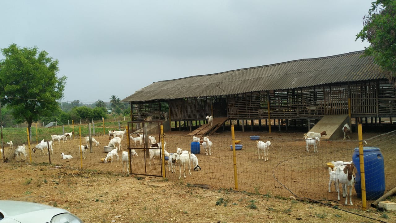 self-sustained goat farming