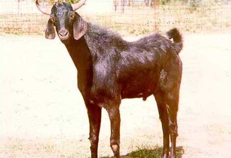 profitable goat farming