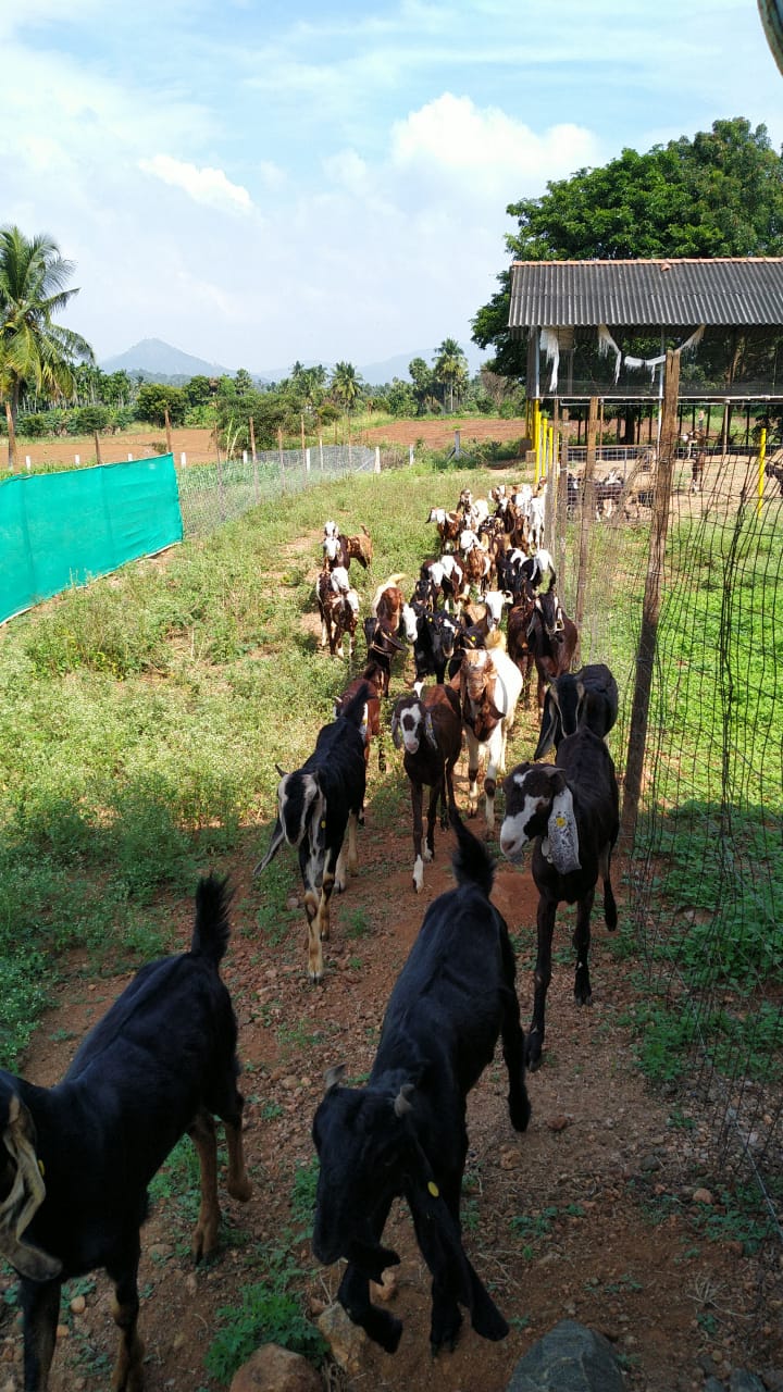 scientific goat farming