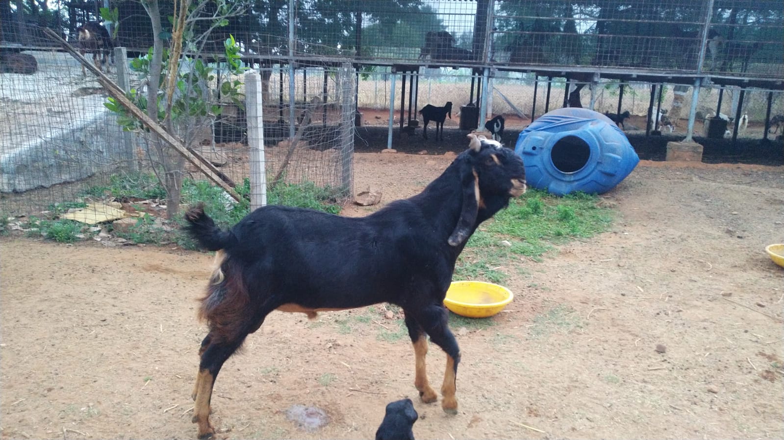 profitable goat farming