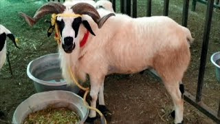 Ramanadhapuram white